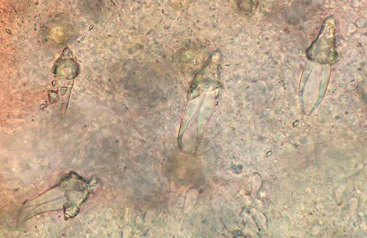 Hohenbuehelia grisea